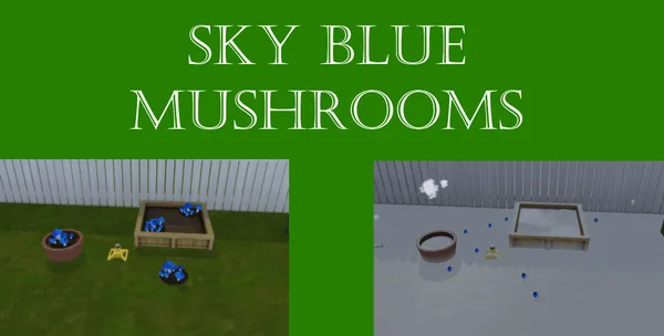 Sky Blue Mushroom Harvestable